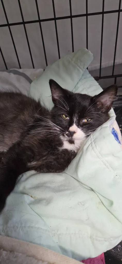 A baby medium-sized male Domestic Long Hair cat named Timber for adoption in Windsor, CT