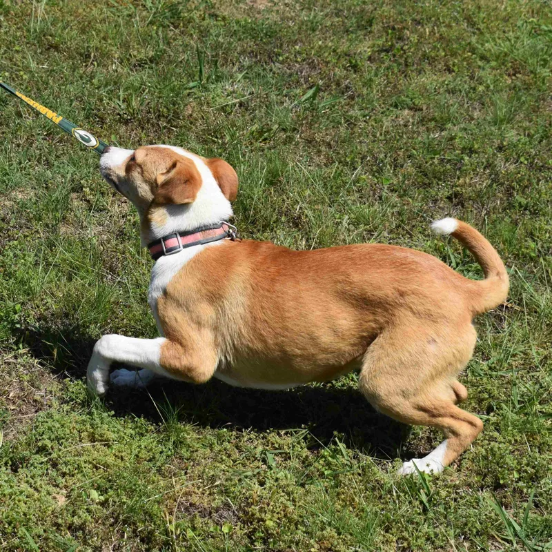 A baby medium-sized female Yellow / Tan / Blond / Fawn Mixed Breed dog named Wilma for adoption in Searcy, AR