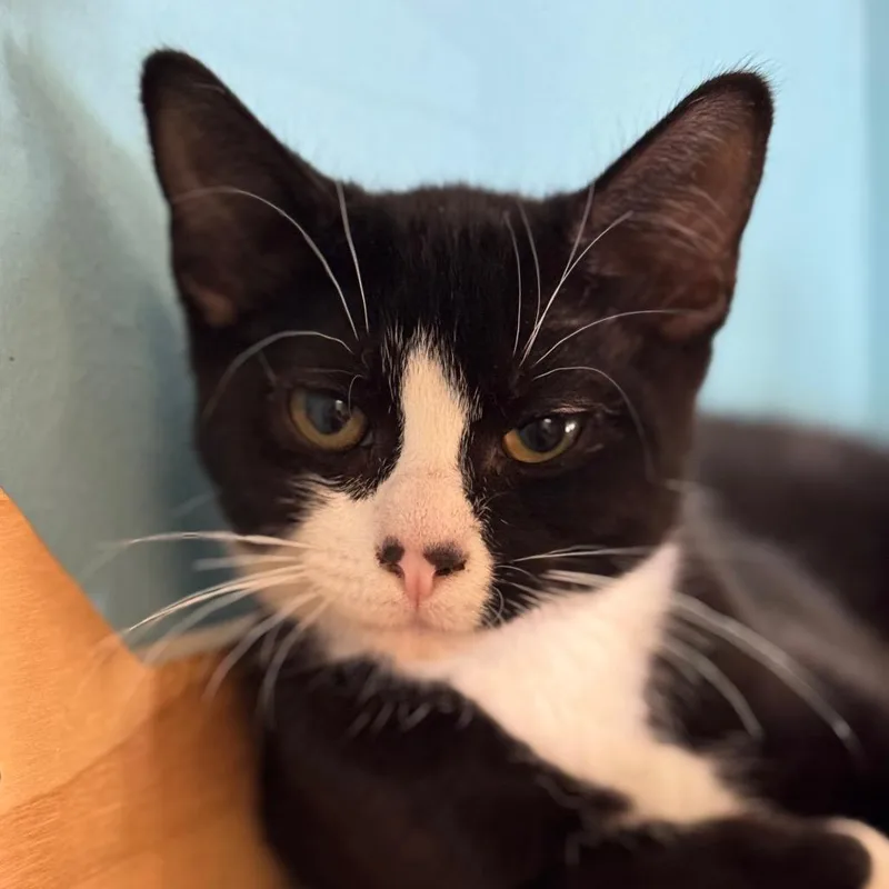 A baby small-sized male Black Domestic Short Hair cat named Adios for adoption in Decatur, GA