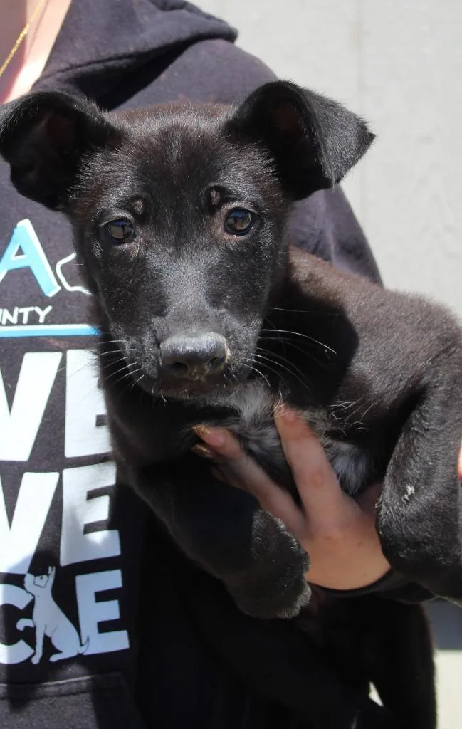 A baby medium-sized male Husky dog named Harry for adoption in Vacaville, CA