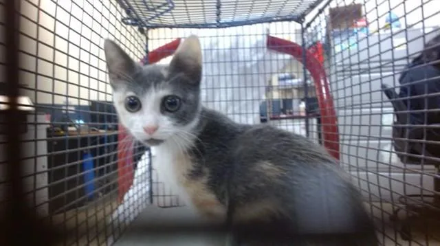 A baby small-sized female Domestic Short Hair cat named Rosemary for adoption in Miami, FL