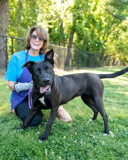 An adult large-sized female Mixed Breed dog named Jam Jar for adoption in Chamblee, GA