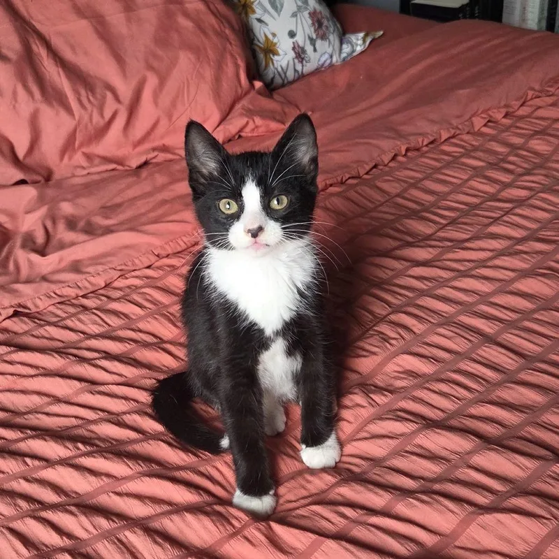 A baby small-sized male Black Domestic Short Hair cat named Wesley C for adoption in Princeton, MN