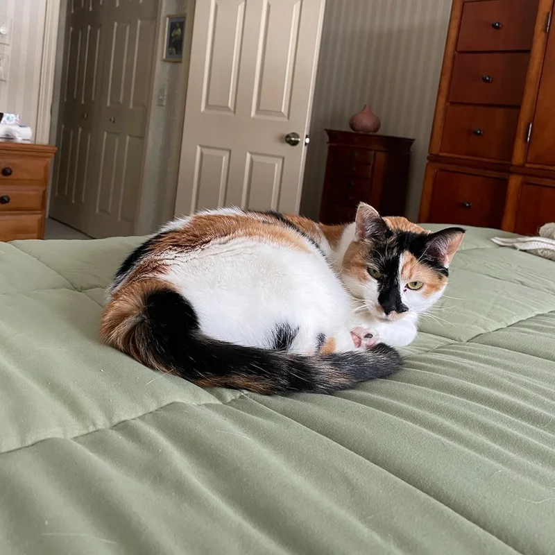 An adult medium-sized female Calico Domestic Short Hair cat named Flo for adoption in Rockford, MI