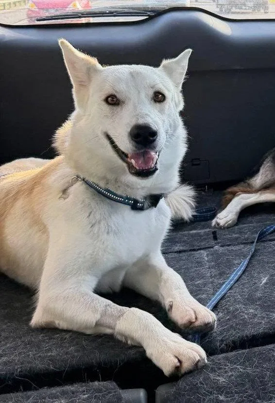 An adult medium-sized male Siberian Husky dog named Diesel for adoption in Carrollton, TX