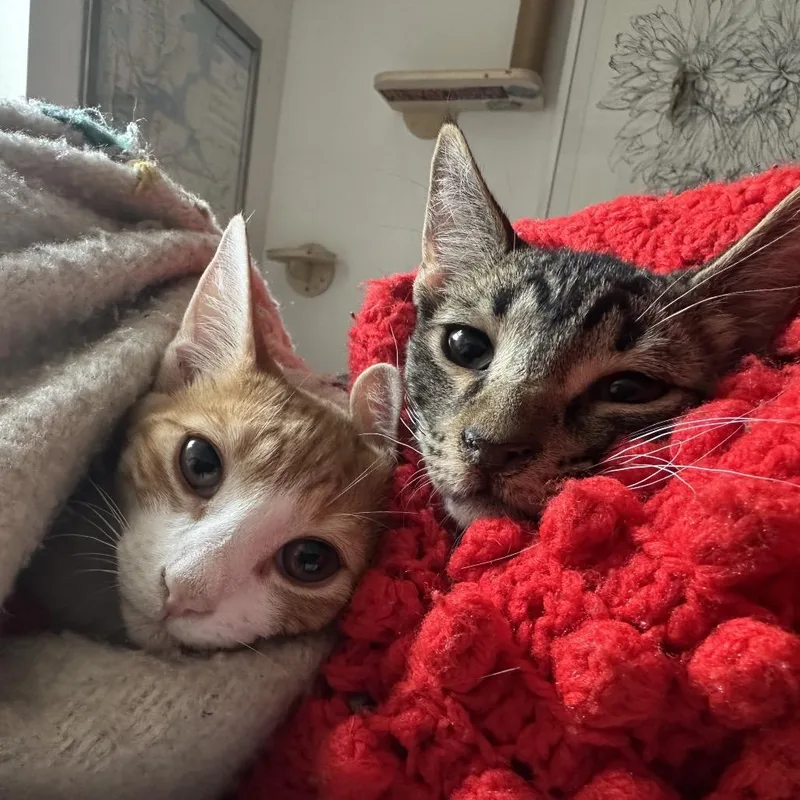 A baby small-sized male Brown / Chocolate Domestic Short Hair cat named Tuna for adoption in Long Island City, NY