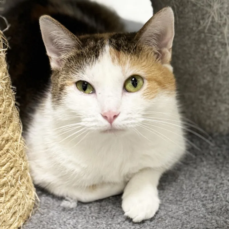 Mama Bitsy thumbnail 2