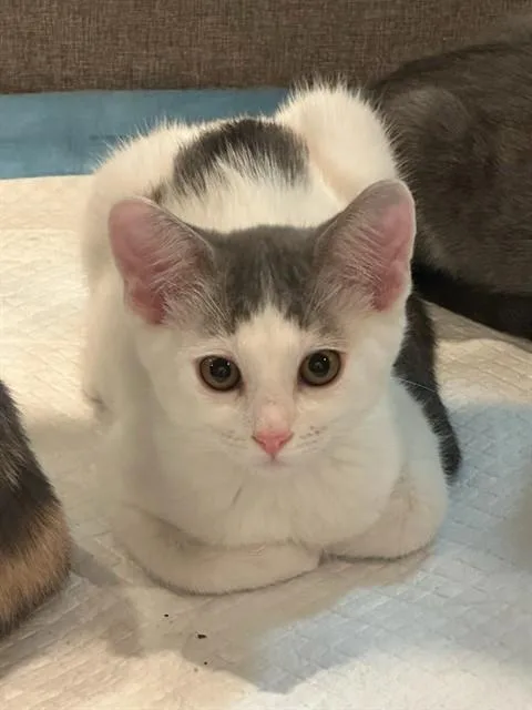 A baby small-sized male Domestic Short Hair cat named Diamond for adoption in San Jose, CA