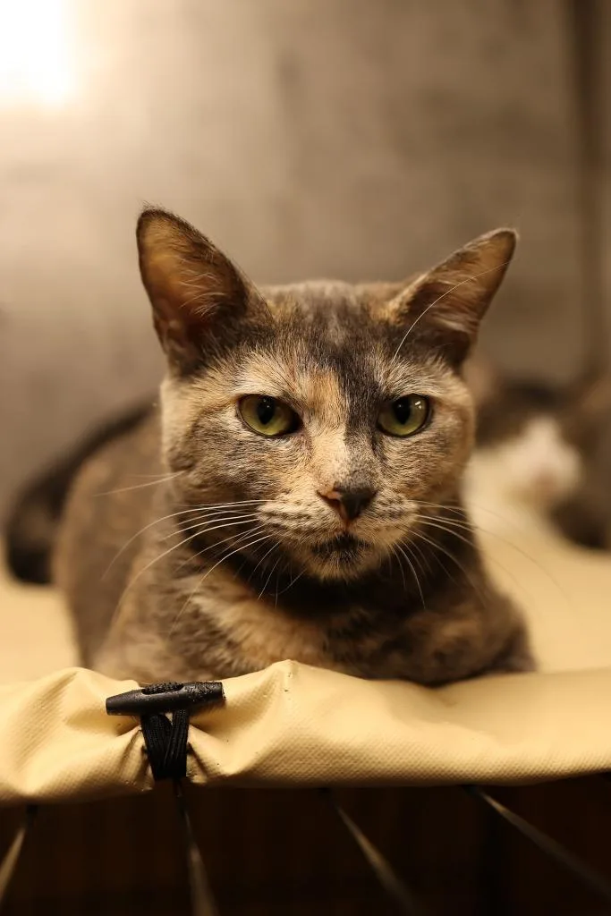 A young medium-sized female Dilute Tortoiseshell Dilute Tortoiseshell cat named Sasha for adoption in Mira Loma, CA