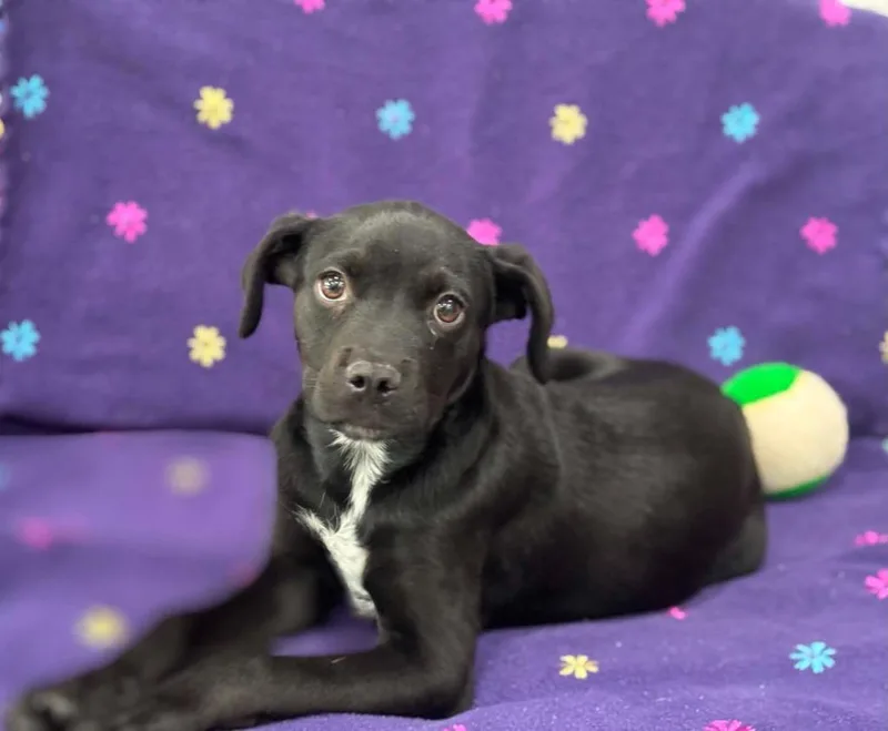 A baby small-sized female Labrador Retriever dog named Maryanna for adoption in Warrenton, NC