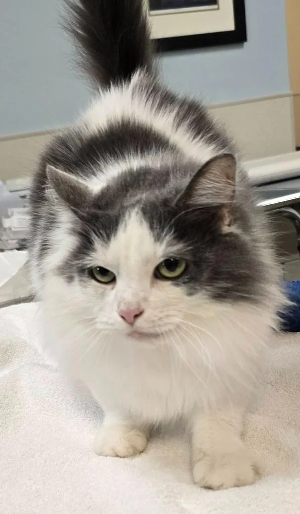 A senior small-sized female Domestic Medium Hair cat named Peta for adoption in Murphysboro, IL
