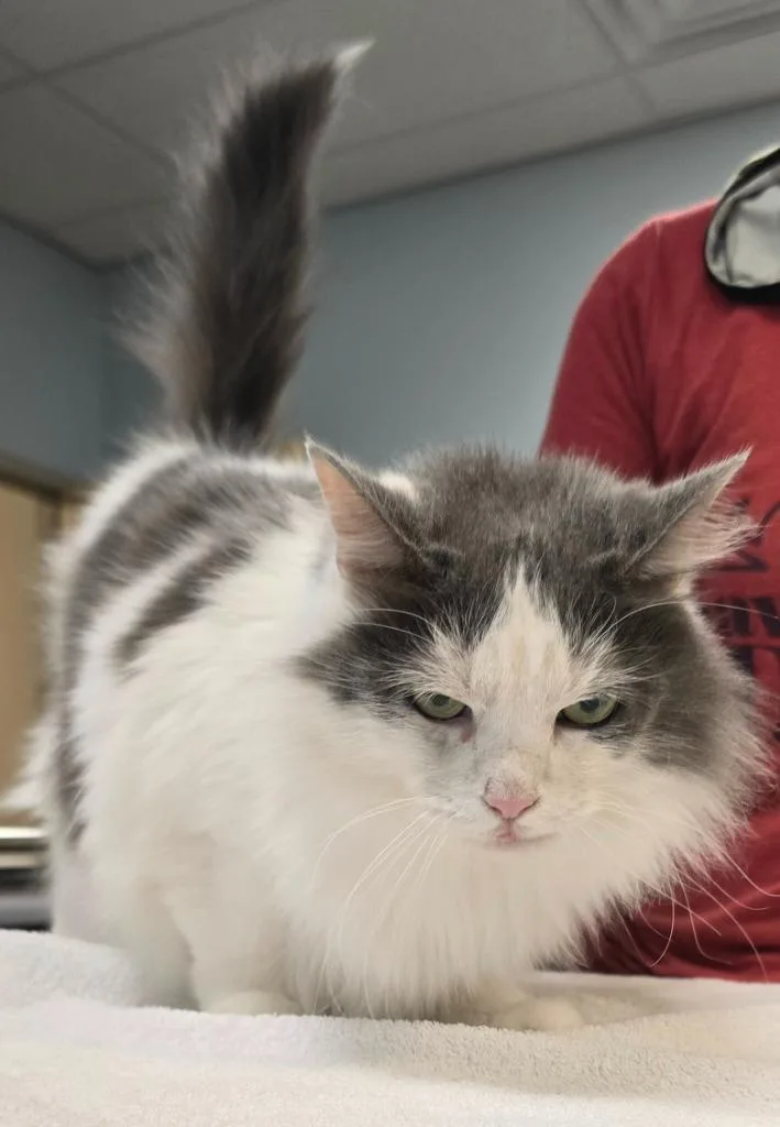 Peta thumbnail 2