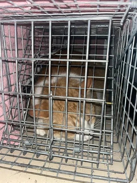 A young medium-sized male Domestic Short Hair cat named Orange Cream Soda for adoption in Louisville, KY