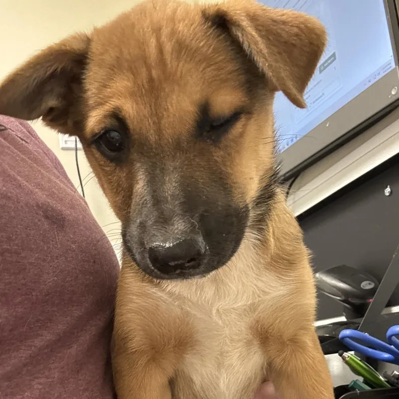 A baby medium-sized female Yellow / Tan / Blond / Fawn Mixed Breed dog named Quiznos for adoption in Tulsa, OK