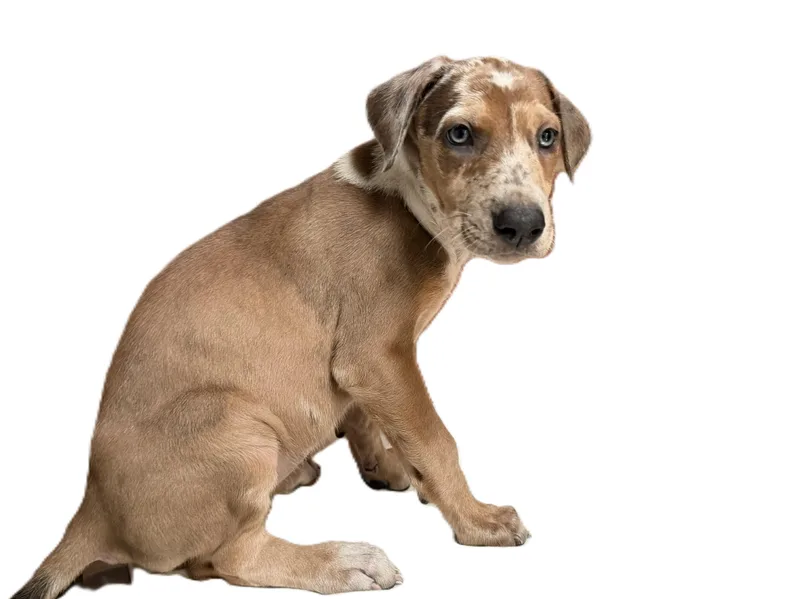 A baby medium-sized female Doberman Pinscher dog named Summer for adoption in Los Angeles, CA
