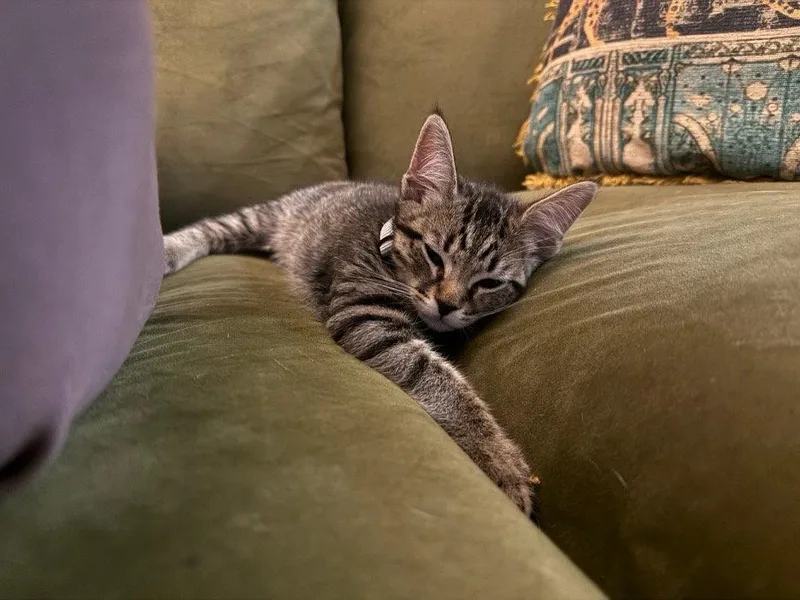A baby small-sized male Domestic Short Hair cat named Pope for adoption in Mission Viejo, CA