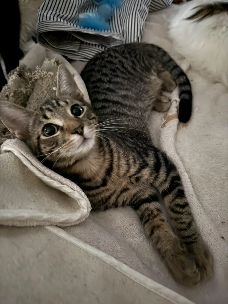 A baby small-sized male Tabby (Brown / Chocolate) Domestic Short Hair cat named Milton for adoption in Warminster, PA
