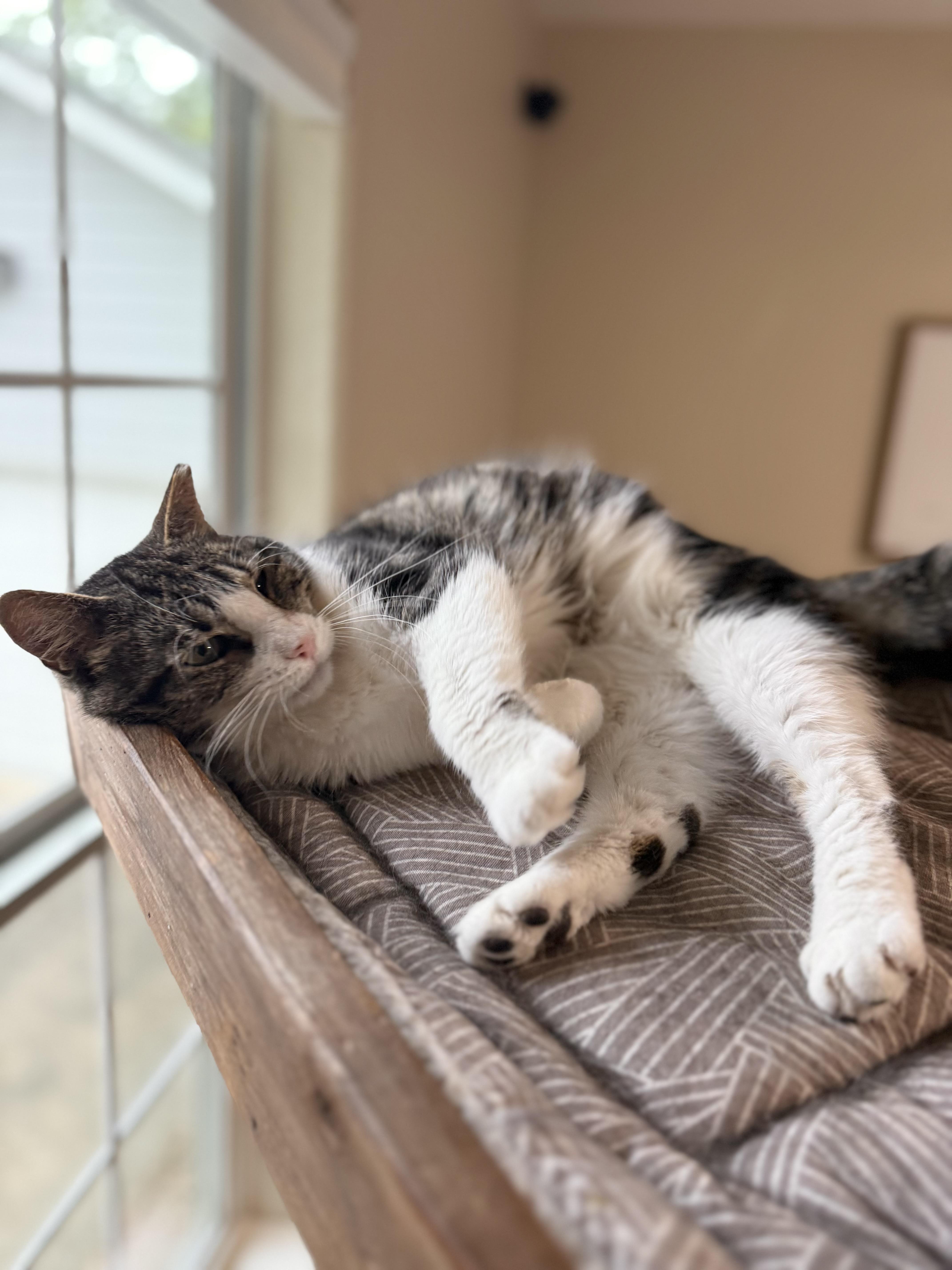 An adult small-sized female Tabby (Buff / Tan / Fawn) Domestic Short Hair cat named Cheese for adoption in Houston, TX