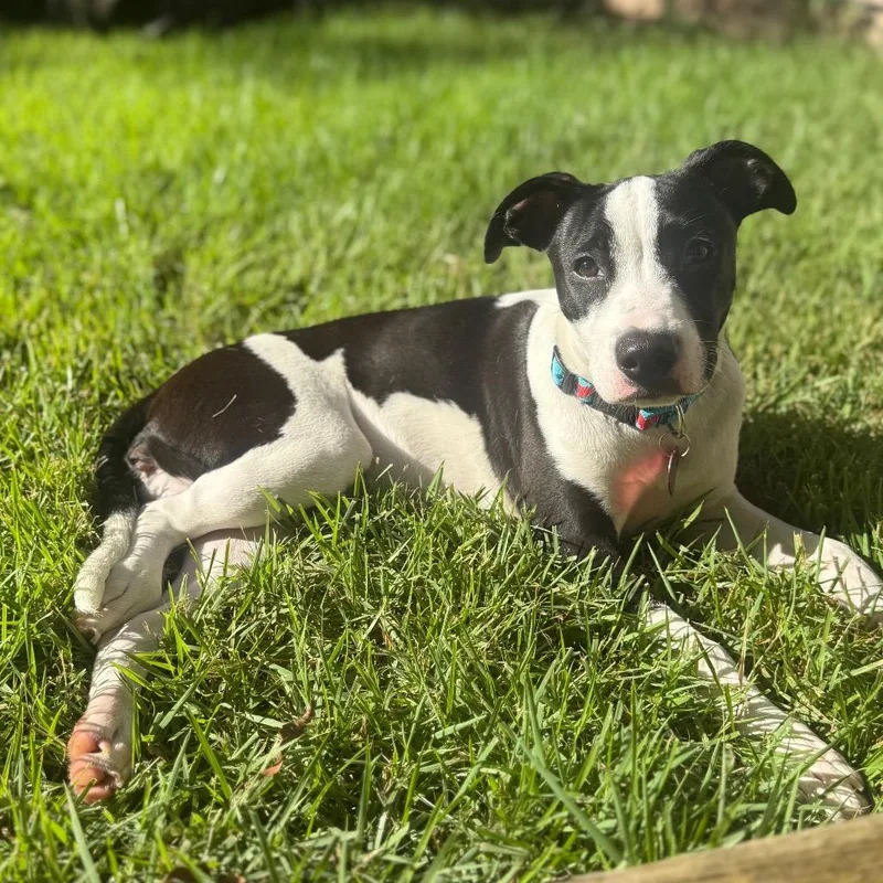 A young medium-sized female Pointer dog named Louisa for adoption in San Antonio, TX