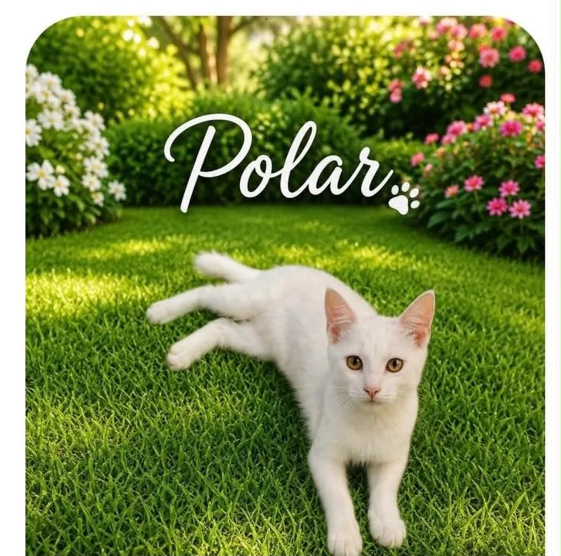 A young medium-sized male White Domestic Short Hair cat named Polar for adoption in Warren, NJ