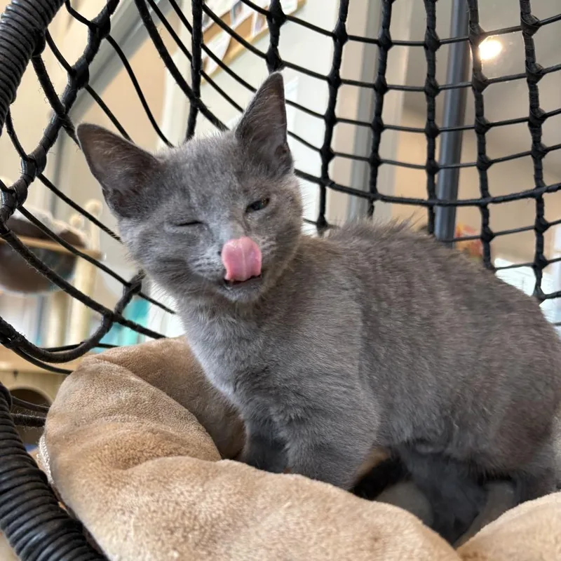 A baby small-sized male Gray / Blue / Silver Domestic Medium Hair cat named George for adoption in Louisville, KY