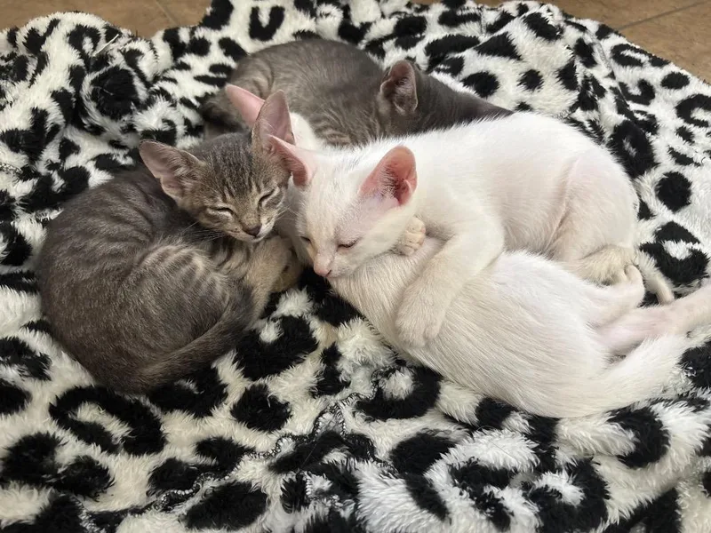 A baby medium-sized female Domestic Short Hair cat named Orca for adoption in Sorrento, LA