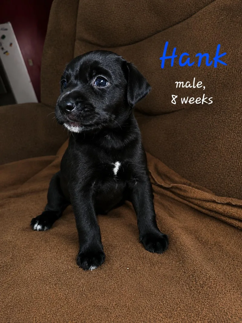 A baby medium-sized male Labrador Retriever dog named Hank for adoption in Carmel, NY