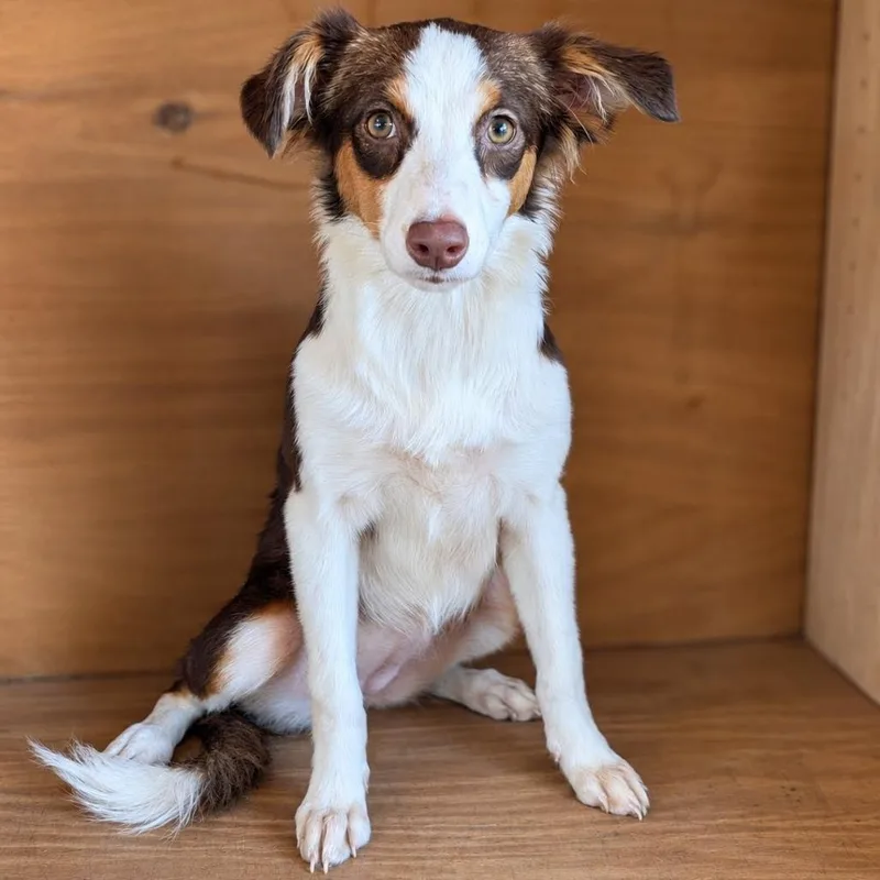 A baby medium-sized female Australian Shepherd dog named Java for adoption in Fredericksburg, TX