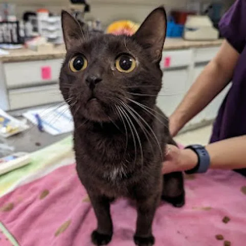 An adult medium-sized female Brown / Chocolate Domestic Short Hair cat named Havana for adoption in New Castle, DE