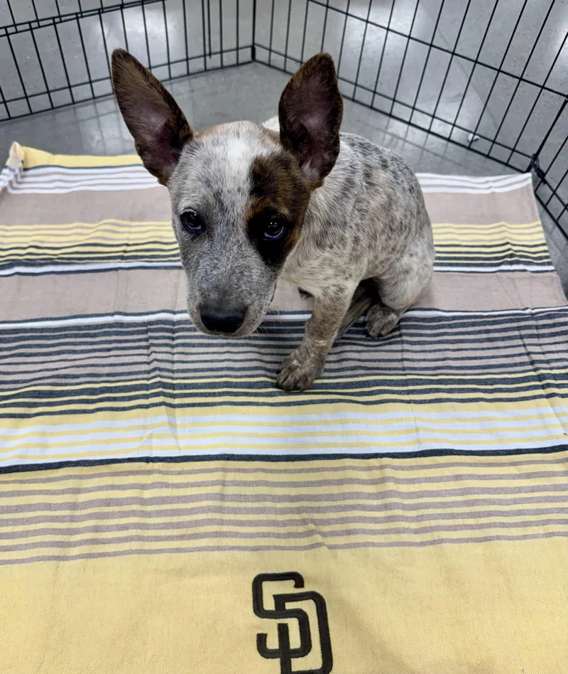 A baby medium-sized female Australian Cattle Dog / Blue Heeler dog named Merrill for adoption in El Cajon, CA