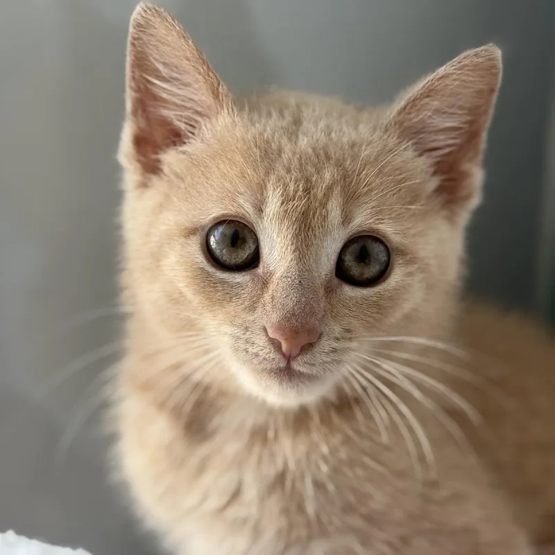 A baby small-sized female Buff / Tan / Fawn Domestic Short Hair cat named Tinkerbell for adoption in Pasadena , MD