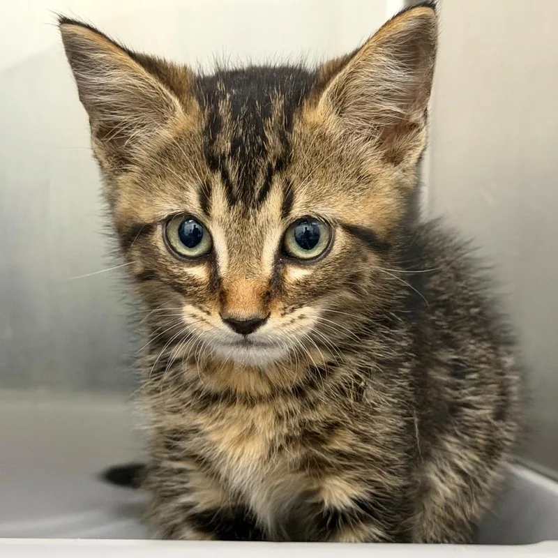 A baby small-sized male Brown / Chocolate Domestic Short Hair cat named Hilton for adoption in Auburn, AL