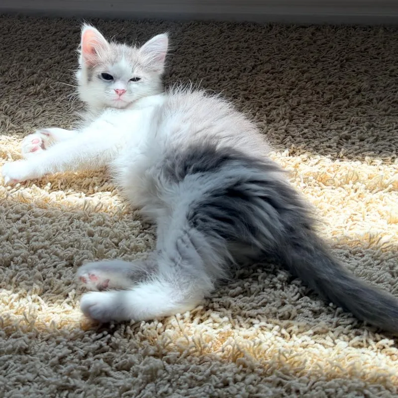 A baby small-sized female Gray / Blue / Silver Domestic Long Hair cat named Lainey for adoption in Flower Mound, TX