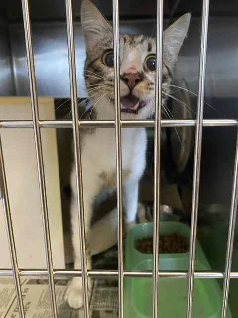 A young small-sized male Domestic Short Hair cat named Longjohn for adoption in Olathe, KS