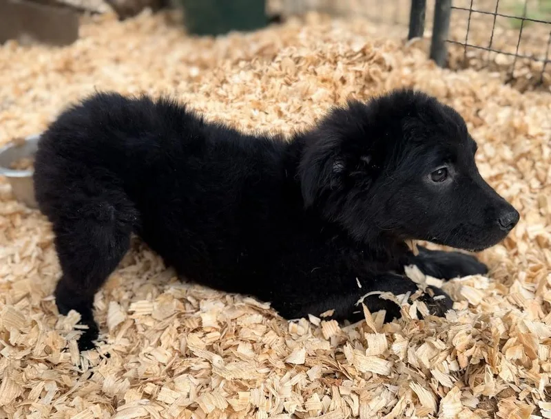 A baby medium-sized female Flat-Coated Retriever dog named Story for adoption in Fosters, AL