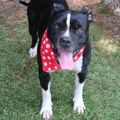 A senior large-sized male Mixed Breed dog named Benyi for adoption in Athens, GA