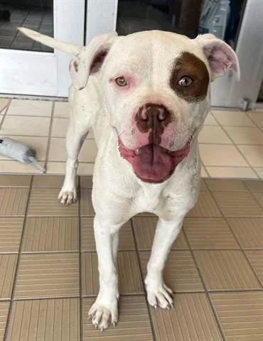 A young medium-sized female American Bulldog dog named Every Kiss Begins With for adoption in Dayton, OH