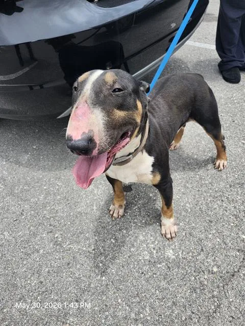 An adult medium-sized male Bull Terrier dog named Skunk for adoption in San Antonio, TX