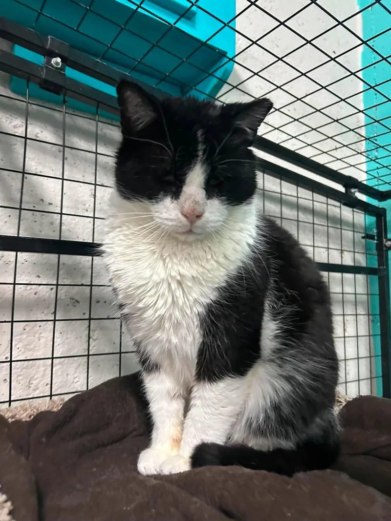An adult large-sized male Black & White / Tuxedo Tuxedo cat named Trash Panda for adoption in St. George, UT