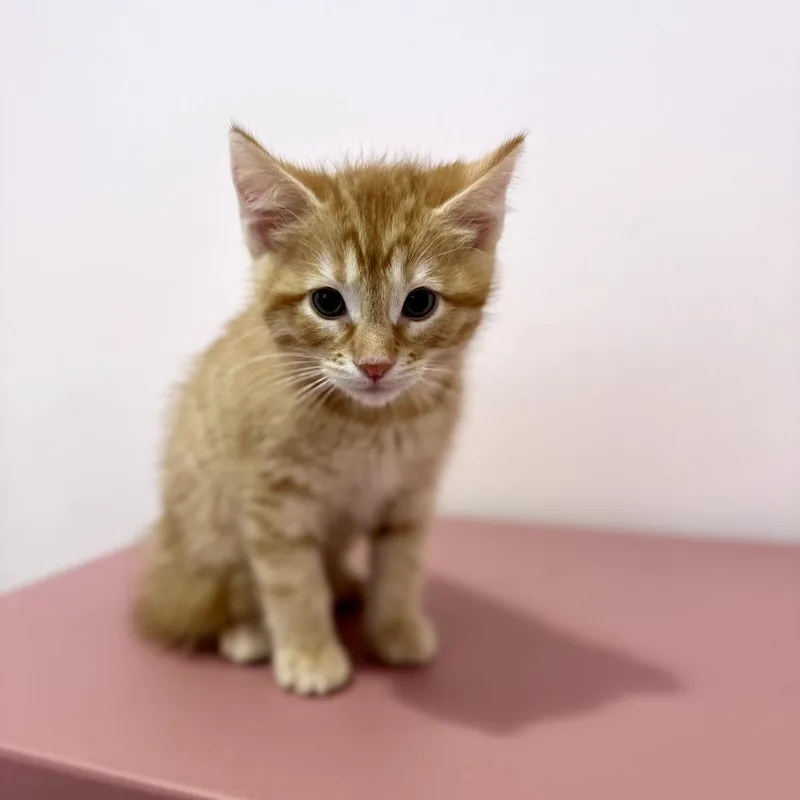 A baby small-sized male Orange / Red Domestic Short Hair cat named Forest for adoption in Forest Park, IL