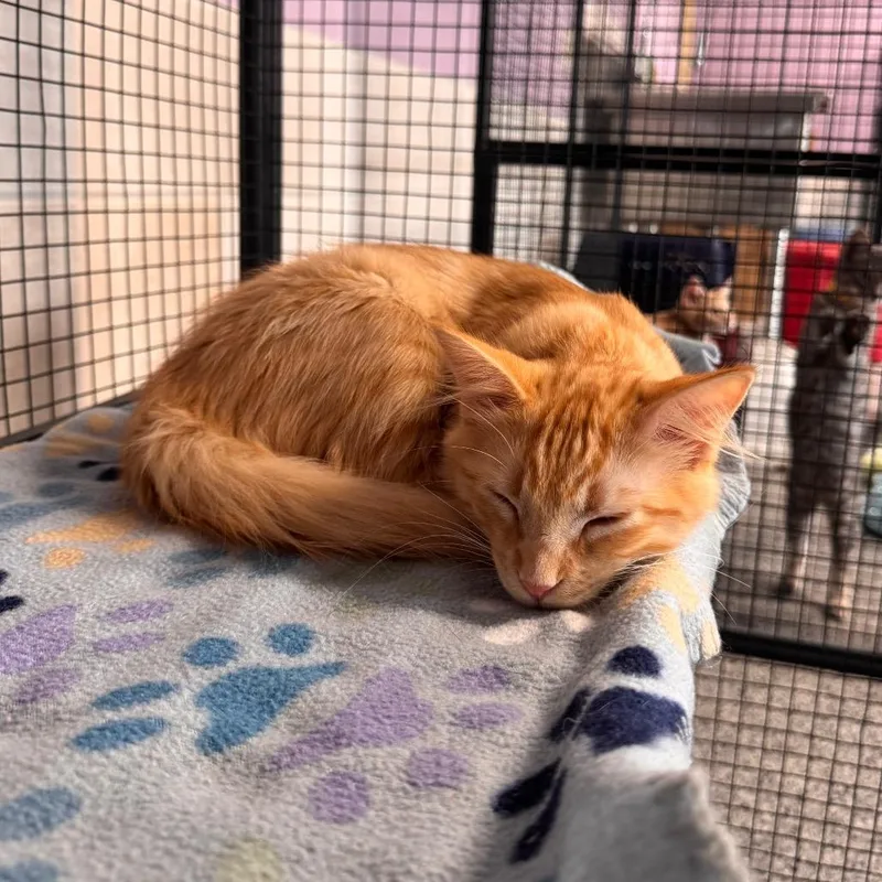 A baby small-sized male Orange / Red Domestic Long Hair cat named Pluto for adoption in Mondovi, WI