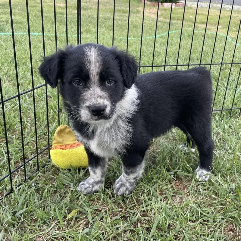 A baby medium-sized male Black Cattle Dog dog named Bark Wahlberg for adoption in Tacoma, WA