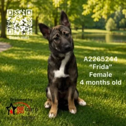 A baby medium-sized female Mixed Breed dog named Frida for adoption in Los Angeles, CA