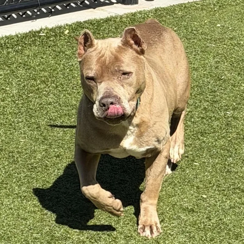 A senior large-sized male Yellow / Tan / Blond / Fawn Pit Bull Terrier dog named Koba for adoption in Greensboro, NC