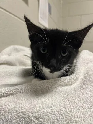 An adult small-sized male Domestic Short Hair cat named Haruma for adoption in Fairfax, VA