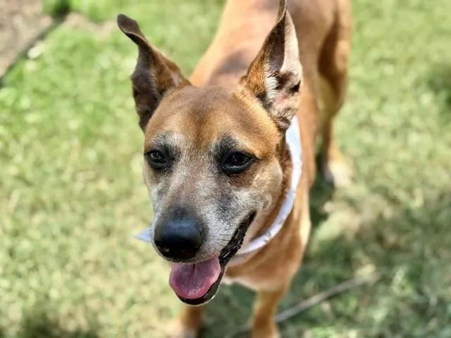 A young medium-sized female German Shepherd Dog dog named Maryann for adoption in Tulsa, OK