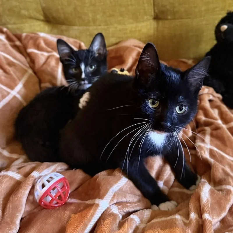 Prince Dorian thumbnail 2