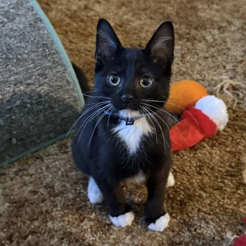 Prince Dorian thumbnail 3