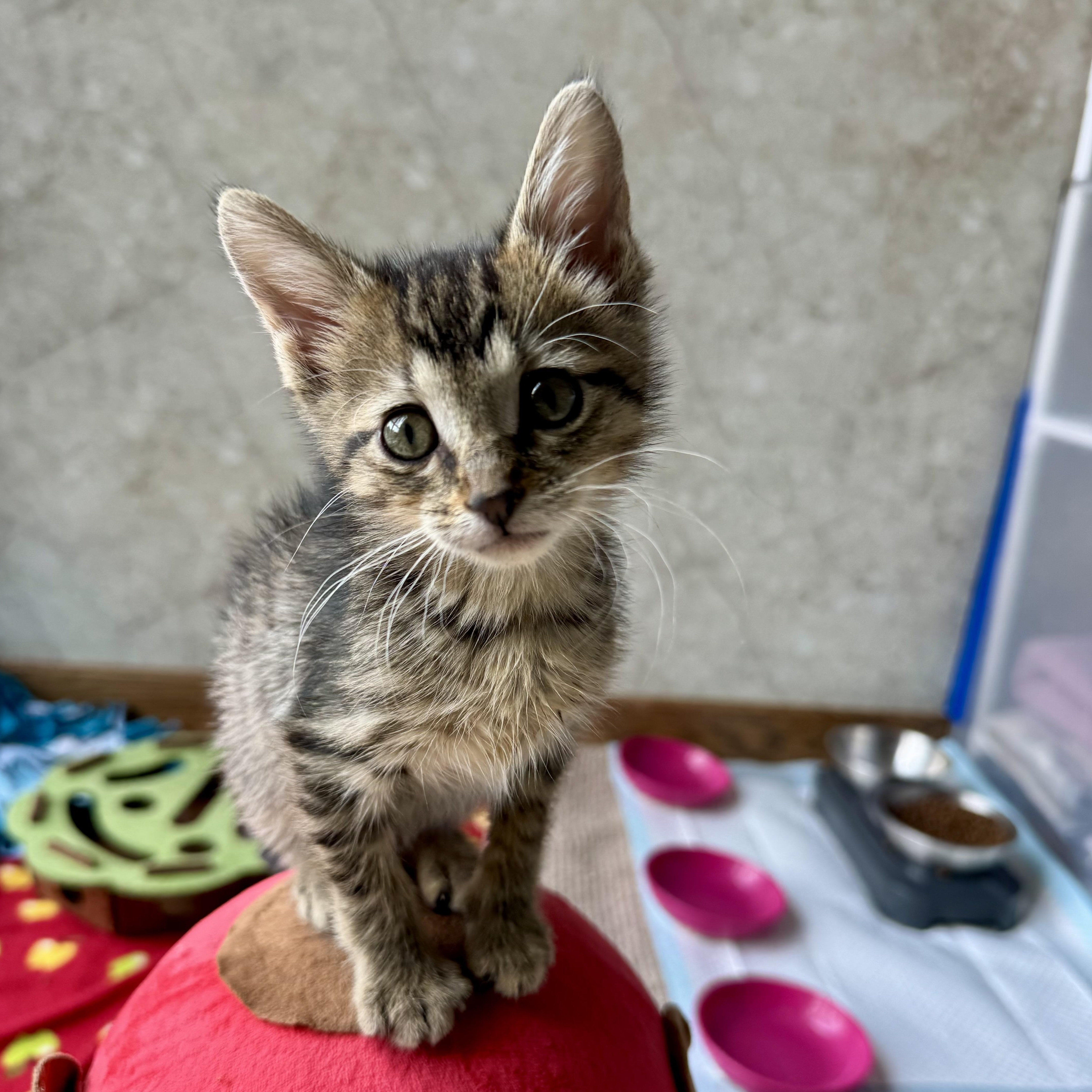 A baby small-sized female Tabby (Brown / Chocolate) Domestic Short Hair cat named Jedi for adoption in Milwaukee, WI