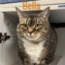 An adult medium-sized female Domestic Short Hair cat named Bella for adoption in Pleasantville, NJ